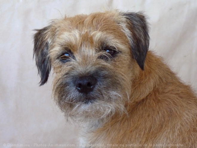 Photo de Border terrier