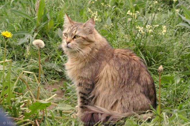 Photo de Maine coon