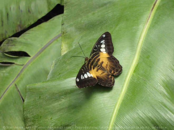 Photo de Papillon