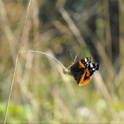 Photo de Papillon