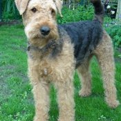 Photo d'Airedale terrier