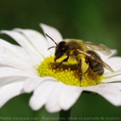 Photo d'Abeille