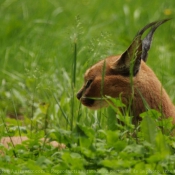 Photo de Caracal