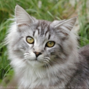 Photo de Maine coon