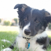 Photo de Border collie