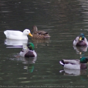 Photo de Canard colvert