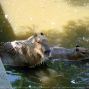 Photo de Cabiai ou capybara