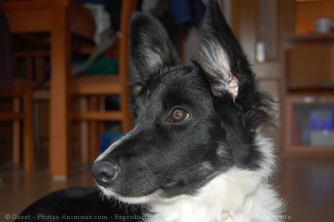 Photo de Border collie