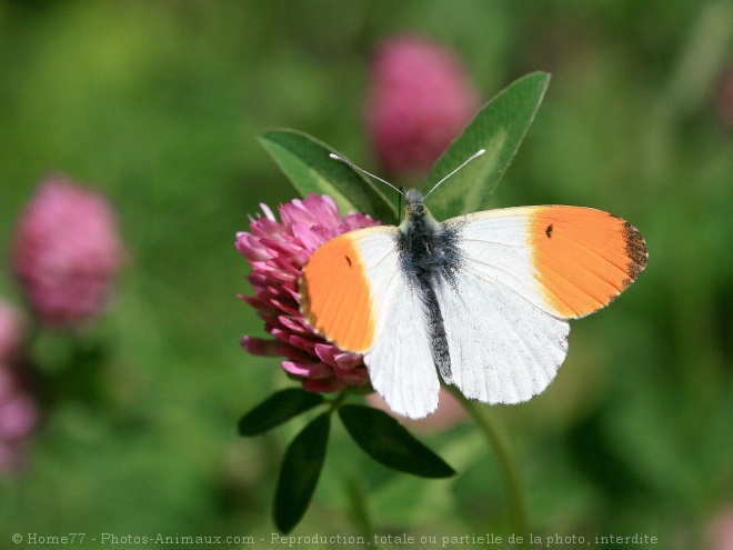 Photo de Papillon - l'aurore