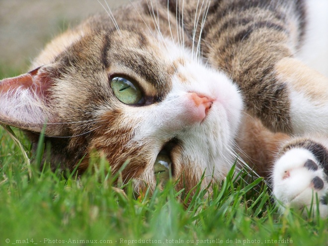 Photo de Chat domestique