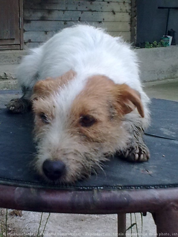 Photo de Parson russell terrier