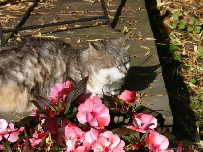 Photo de Chat domestique