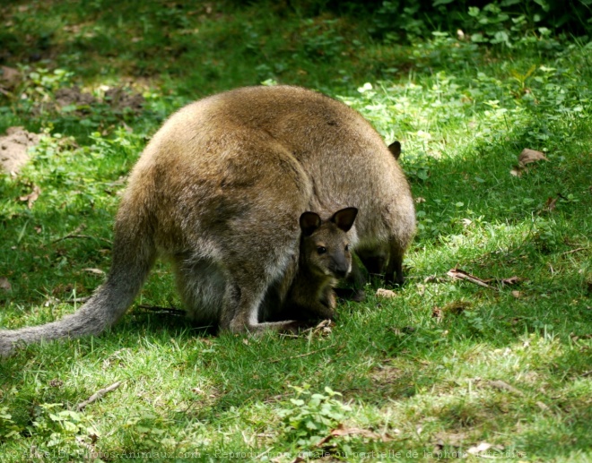 Photo de Wallaby