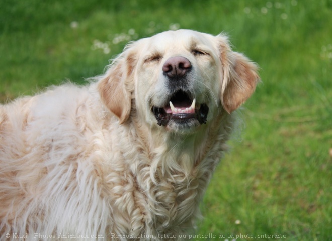 Photo de Golden retriever