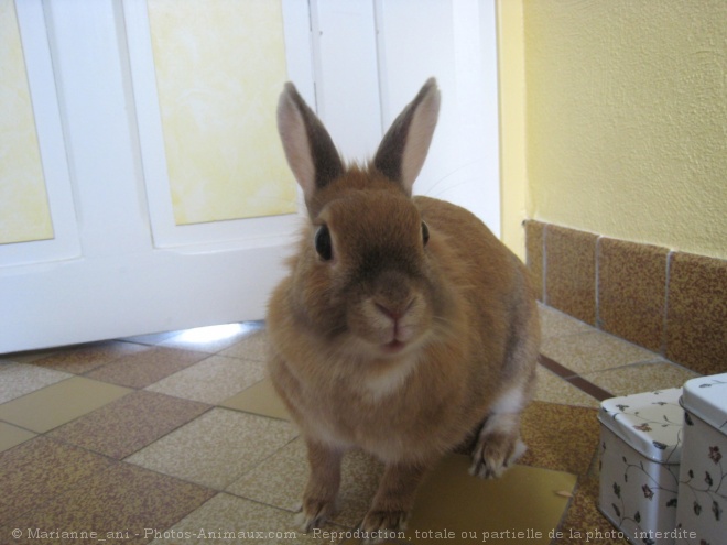 Photo de Lapin