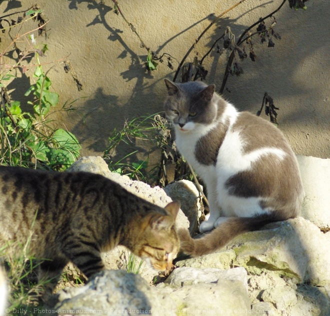 Photo de Chat domestique