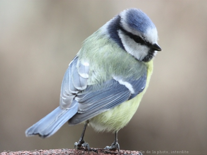 Photo de Msange bleue