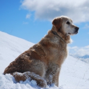 Photo de Golden retriever