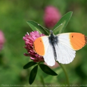 Photo de Papillon - l'aurore