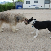 Photo de Races diffrentes