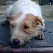 Photo de Parson russell terrier