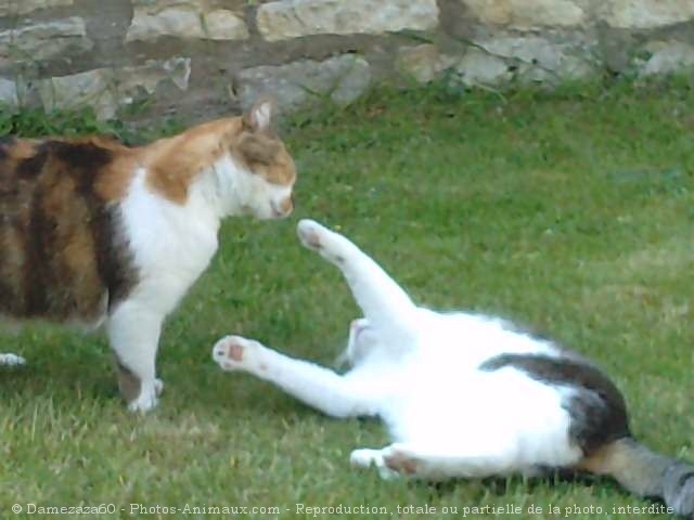 Photo de Chat domestique