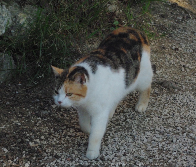 Photo de Chat domestique