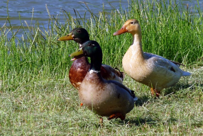 Photo de Canard colvert