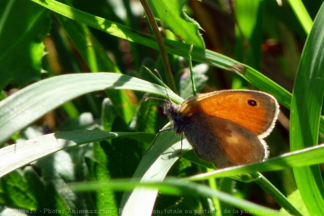 Photo de Papillon