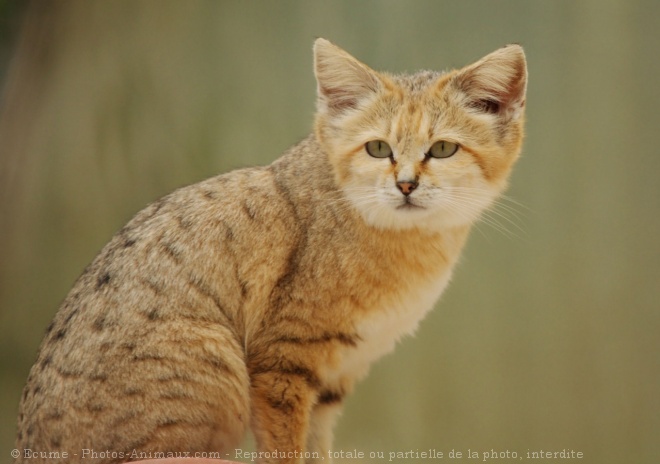 Photo de Chat des sables