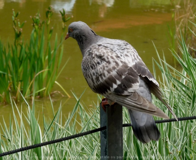 Photo de Pigeon