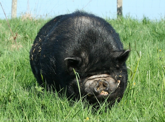 Photo de Cochon