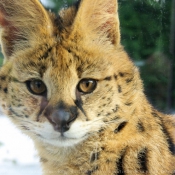 Photo de Serval