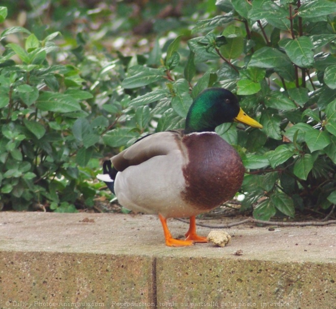 Photo de Canard colvert