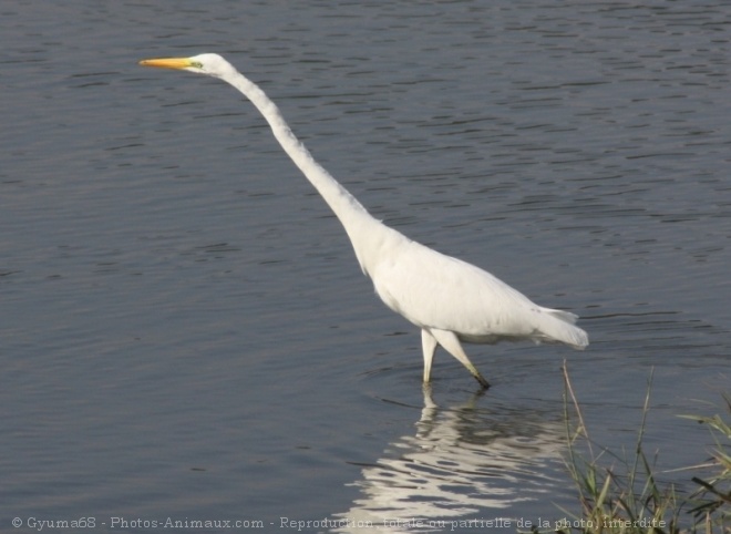 Photo d'Aigrette