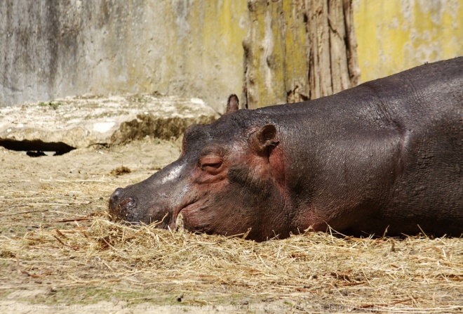 Photo de Hippopotame