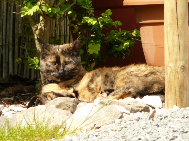 Photo de Chat domestique