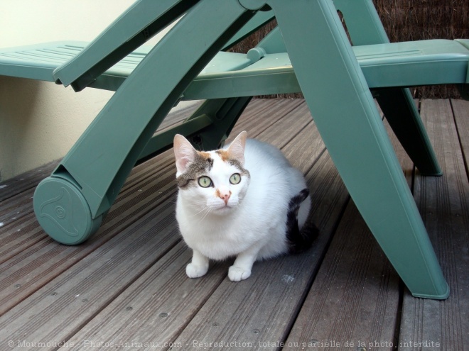 Photo de Chat domestique