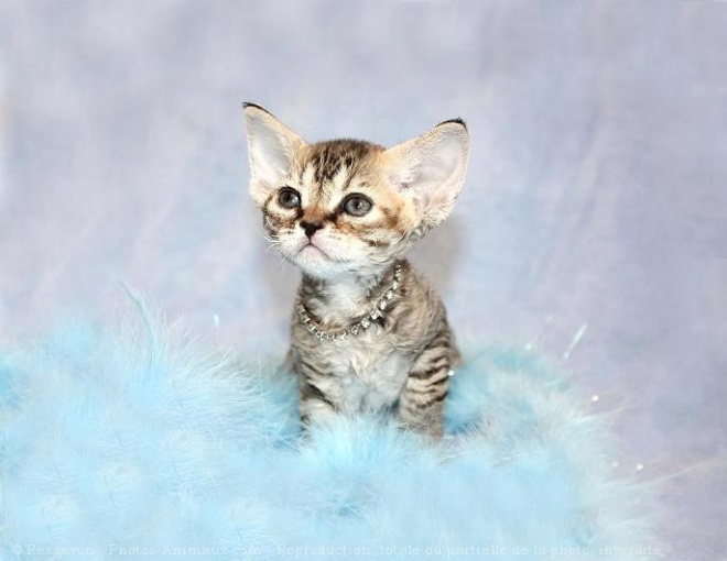 Photo de Devon rex