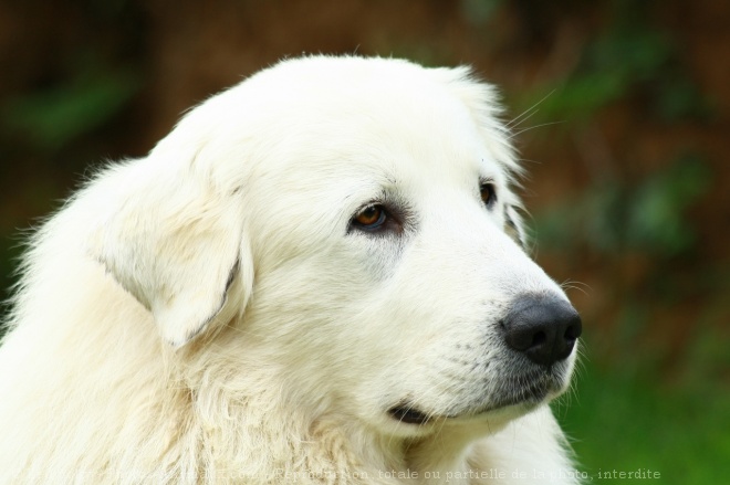 Photo de Chien de montagne des pyrnes