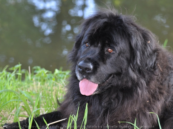 Photo de Chien de terre-neuve