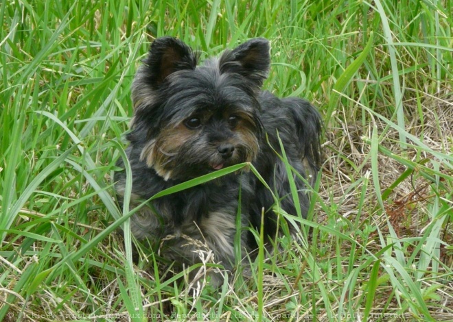 Photo de Yorkshire terrier