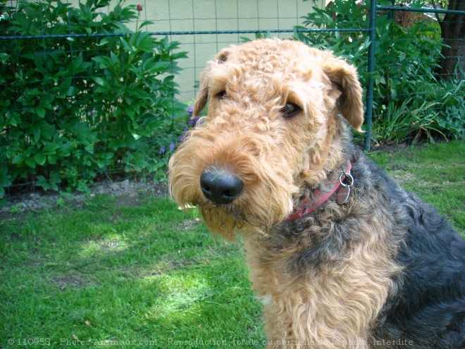 Photo d'Airedale terrier