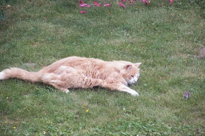 Photo de Chat domestique