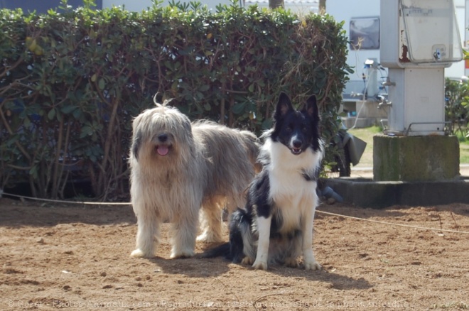 Photo de Races diffrentes