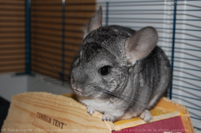 Photo de Chinchilla