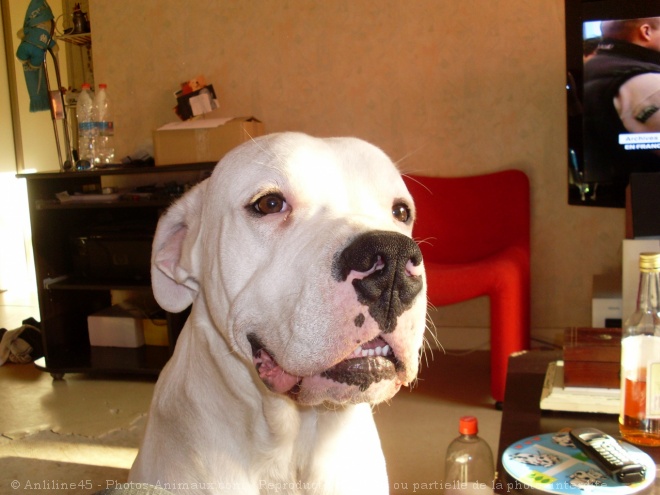 Photo de Dogue argentin