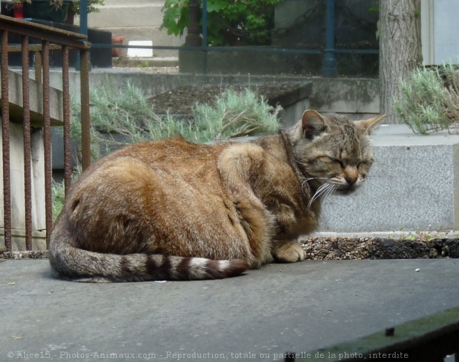 Photo de Chat domestique