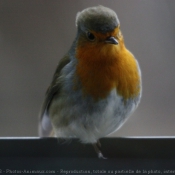 Photo de Rouge gorge