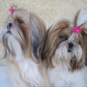 Photo de Shih tzu